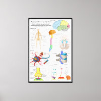 Human Brain and Central Nervous System Diagram