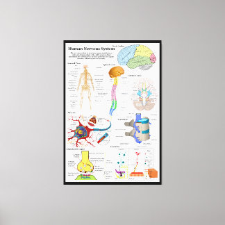 Human Brain and Central Nervous System Diagram Canvas Print