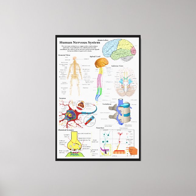 Human Brain and Central Nervous System Diagram Canvas Print (Front)