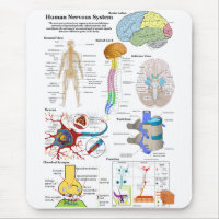 Human Brain and Central Nervous System Diagram