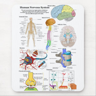 Human Brain and Central Nervous System Diagram Mouse Mat