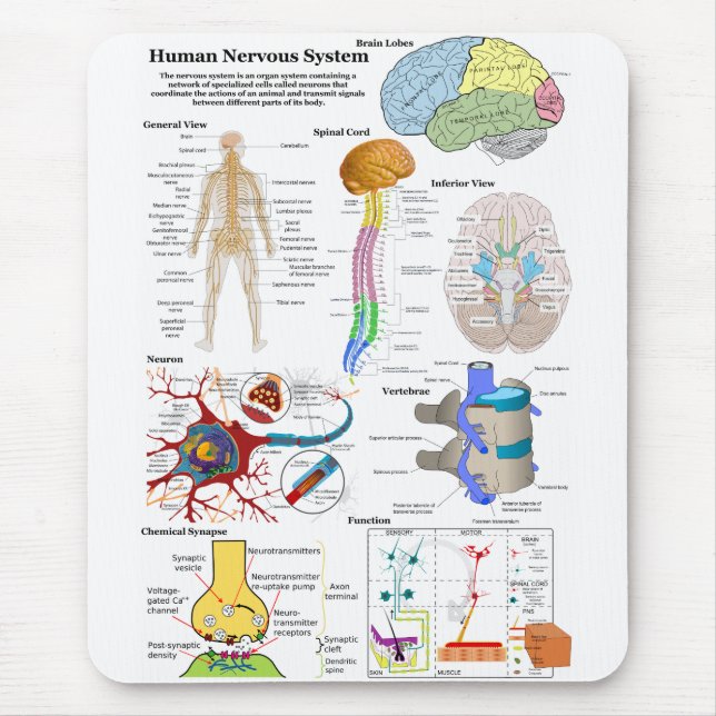 Human Brain and Central Nervous System Diagram Mouse Mat (Front)