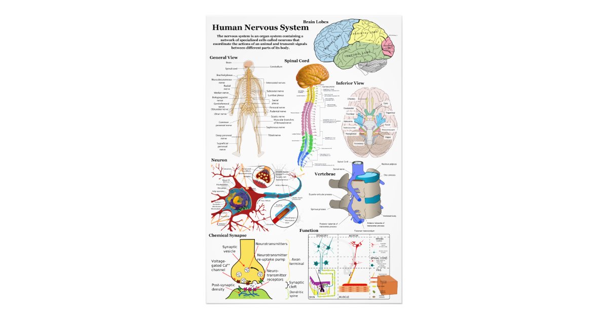 Human Brain and Central Nervous System Diagram Photo Print ...