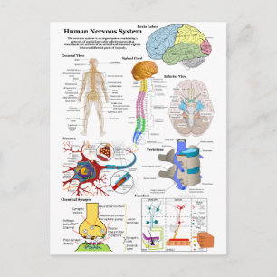 Human Brain and Central Nervous System Diagram Postcard