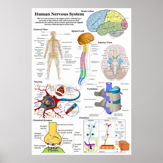 Human Brain And Central Nervous System Diagram Poster Zazzle Co Uk