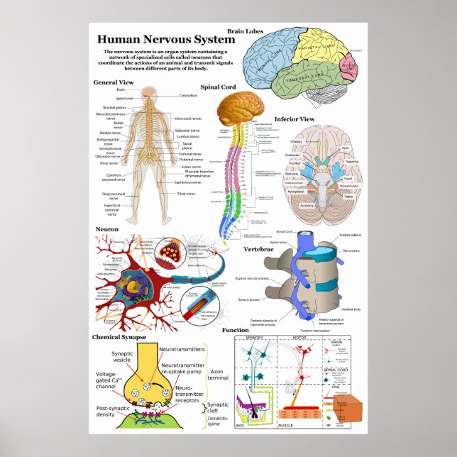 Human Brain and Central Nervous System Diagram Poster (Front)