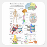 Human Brain and Central Nervous System Diagram