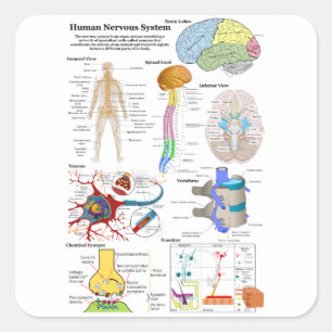Human Brain and Central Nervous System Diagram Square Sticker