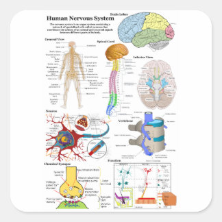 Human Brain and Central Nervous System Diagram Square Sticker