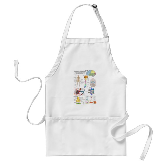 Human Brain and Central Nervous System Diagram Standard Apron (Front)