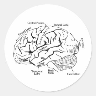 Human Brain Classic Round Sticker