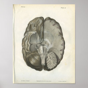 Human Brain Cranial Nerves Anatomy Print