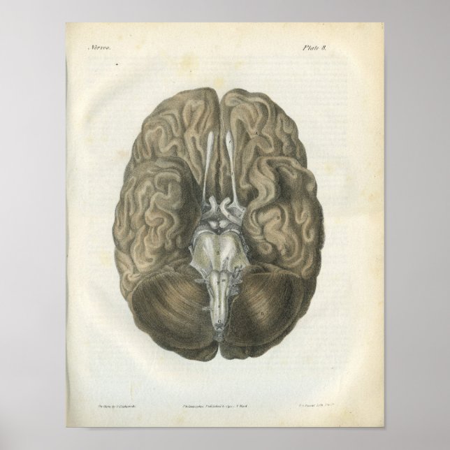 Human Brain Cranial Nerves Anatomy Print (Front)