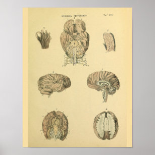 Human Brain Cranial Spinal Nerves Anatomy Print