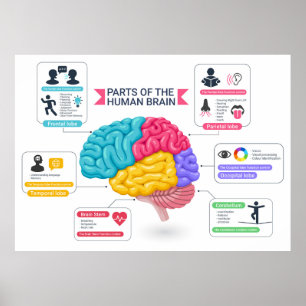 Human brain diagram poster