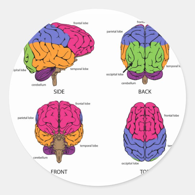 Human brain from all sides classic round sticker (Front)
