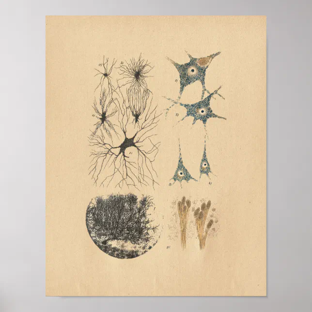 Human Brain Neuron Anatomy Vintage Print | Zazzle