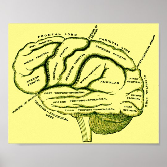 Human Brain Poster | Zazzle.co.uk