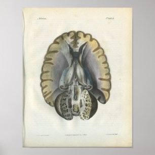 Human Brain Vintage Anatomy Print
