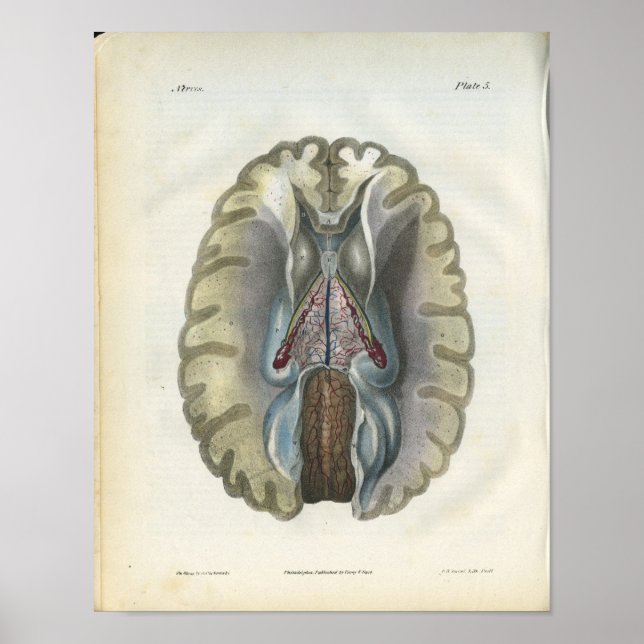 Human Brain Vintage Anatomy Print (Front)