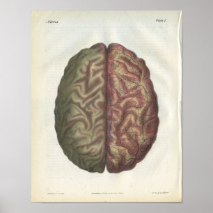 Human Brain Vintage Anatomy Print
