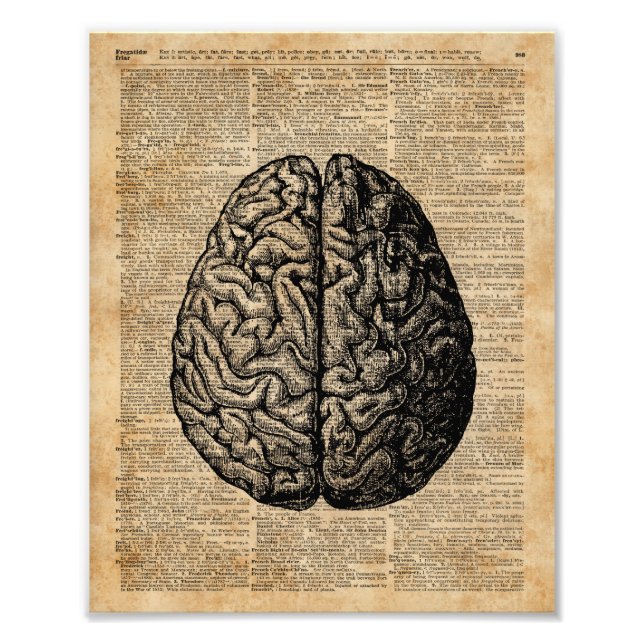Human Brain Vintage Illustration Dictionary Art Photo Print (Front)