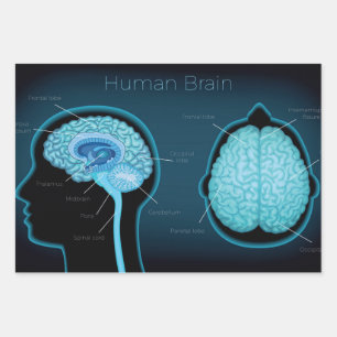 Human Brain Wrapping Paper Sheet