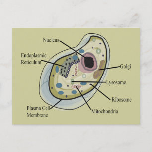 Human Cell Biology T-Shirts Postcard
