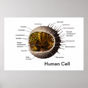 Human Cell poster