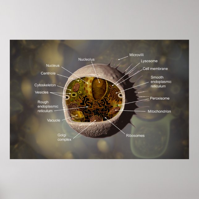 Human Cell poster (Front)
