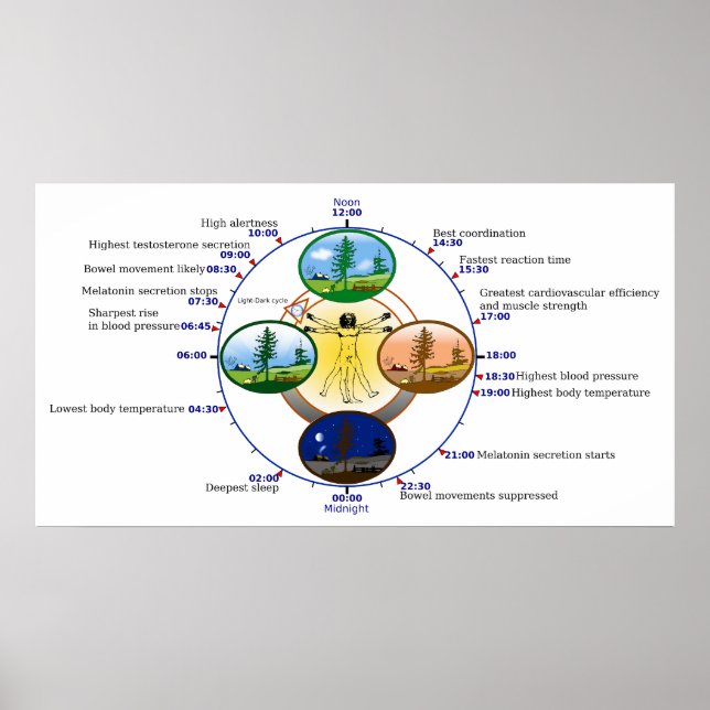 Human Circadian Rhythm Biological Sleep Clock Poster (Front)
