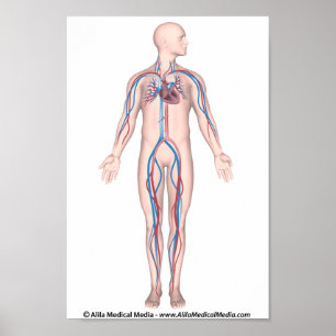 Human circulation system unlabeled poster