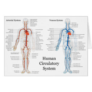 Human Circulatory System of Arteries and Veins
