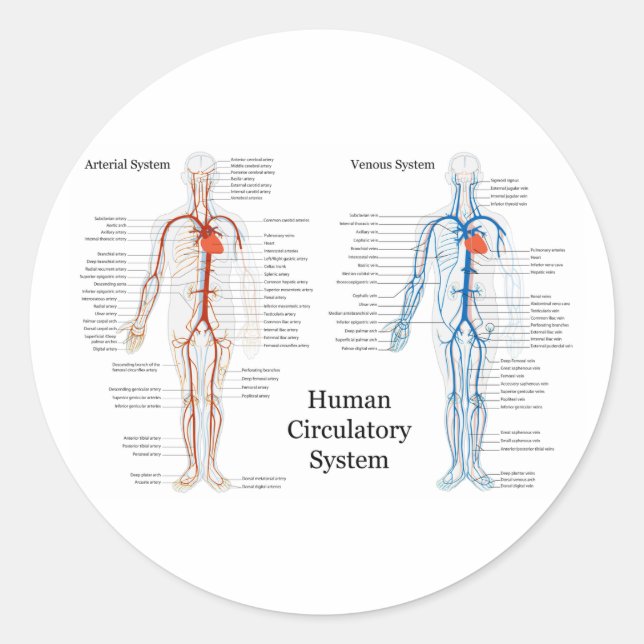 Human Circulatory System of Arteries and Veins Classic Round Sticker (Front)