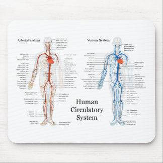 Human Circulatory System of Arteries and Veins Mouse Mat