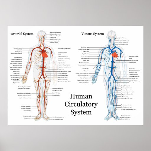 potter harry unique gifts System Circulatory Veins of Poster and  Zazzle Arteries  Human