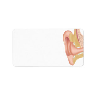 Human ear anatomy blank Label