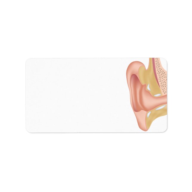 Human ear anatomy blank Label (Front)