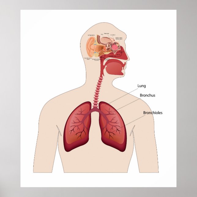 Human ear Anatomy  Poster (Front)