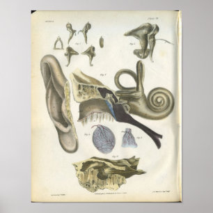 Human Ear Anatomy Print