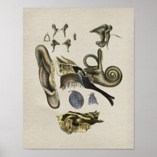 Human Ear Anatomy Vintage Print