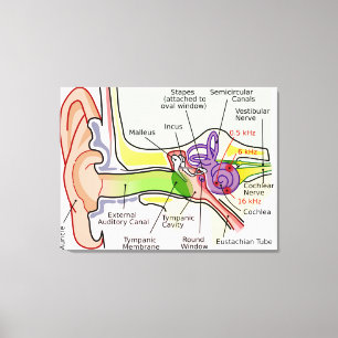 Human Ear Cochlear Frequency Mapping Diagram Canvas Print