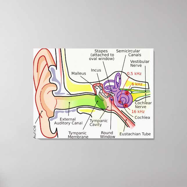 Human Ear Cochlear Frequency Mapping Diagram  Canvas Print (Front)