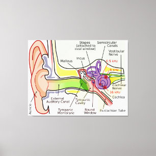 Human Ear Cochlear Frequency Mapping Diagram Canvas Print