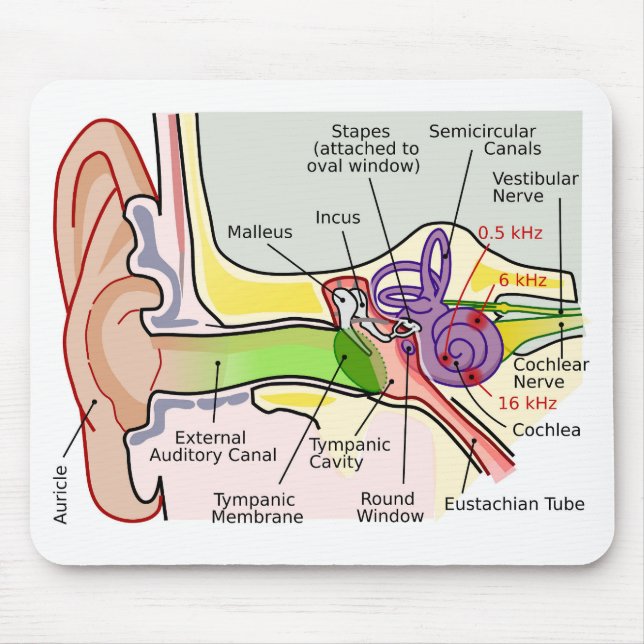 Human Ear Cochlear Frequency Mapping Diagram  Mouse Mat (Front)