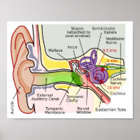 Human Ear Cochlear Frequency Mapping Diagram  Post