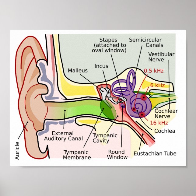 Human Ear Cochlear Frequency Mapping Diagram  Post Poster (Front)