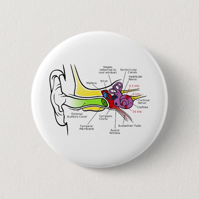 Human Ear Diagram with Cochlear Frequency Mapping 6 Cm Round Badge (Front)