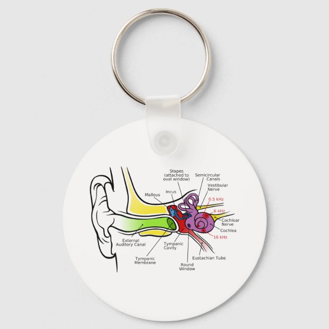 Human Ear Diagram with Cochlear Frequency Mapping Key Ring (Front)