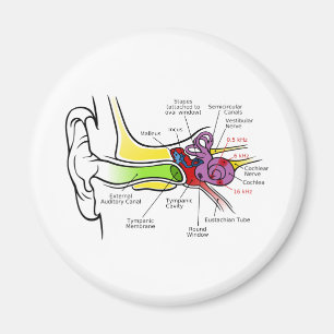 Human Ear Diagram with Cochlear Frequency Mapping Magnet